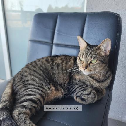 Photo 1/1 Scare Chat lost in Perpignan