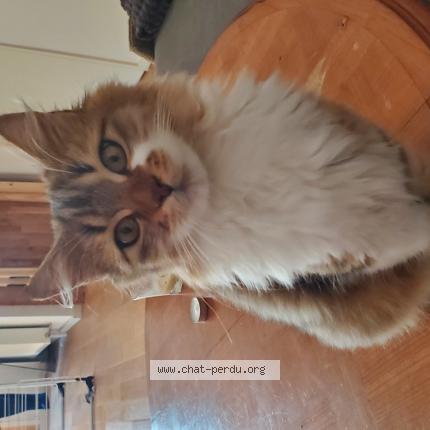 Photo 1/1 Gino Chat lost in Montreuil