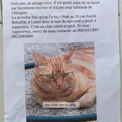 Photo 1/1 TIKO Chat lost in Lunel