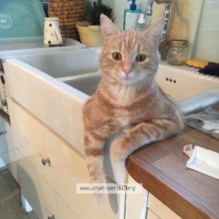 Photo 1/1 Piko Chat lost in Toulouse