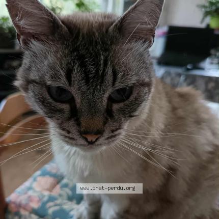 Photo 1/1 TAO Chat lost in Merleac