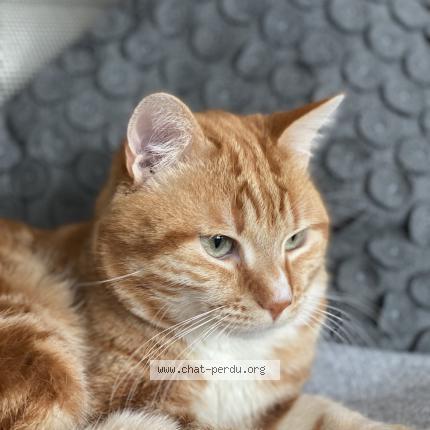 Photo 1/1 Cat reunited Lost in Paris