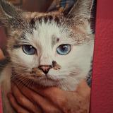 Picture of cat lost at Prayssac