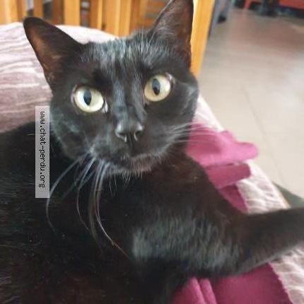 Photo 1/1 ABBLE Chat lost in Ebreuil