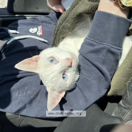 Photo 1/1 Moon Chat lost in Reims