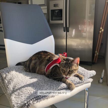 Photo 1/1 Plume Chat lost in Loury