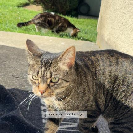 Photo 1/1 Kira Chat lost in Gournay en bray
