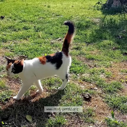 Photo 1/1 Found cat Found in Saint sulpice de cognac