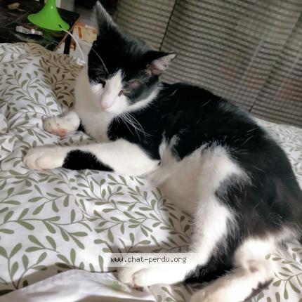 Photo 1/1 Billy Chat lost in Champigny sur marne