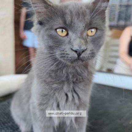 Photo 1/1 Moon Chat lost in Carcassonne