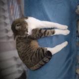 Picture of cat found at Breteuil Sur Iton