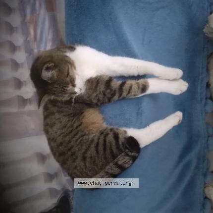 Photo 1/1 Found cat Found in Breteuil sur iton