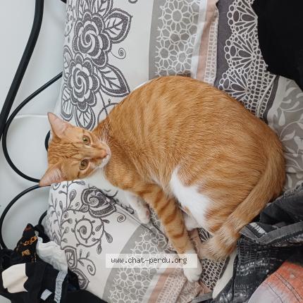 Photo 1/1 Titou Chat lost in Muret