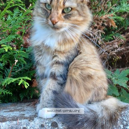 Photo 1/1 RHUM Chat lost in Gray