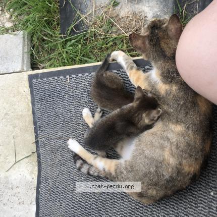 Photo 1/1 Chaussette Chat lost in Beauquesne