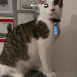 Picture of cat lost at Chamrousse