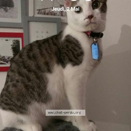 Photo 1/1 Kyo Chat lost in Chamrousse