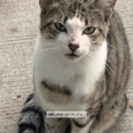 Photo 1/1 Found cat Found in La roche sur yon