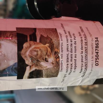 Photo 1/1 Paris Chat lost in Paris