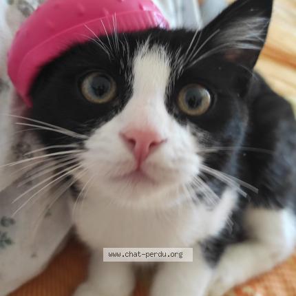 Photo 1/1 Ash Chat lost in Jemappes