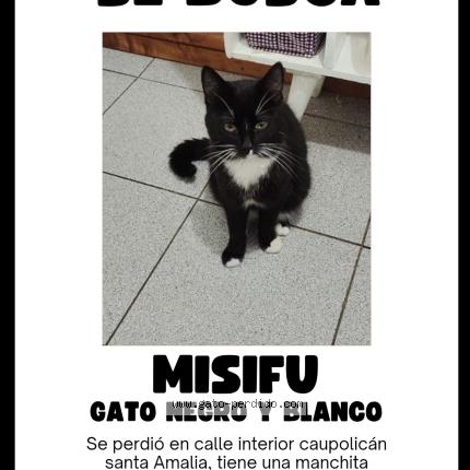 Photo 1/1 Misifu Chat lost in Requinoa