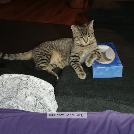 Photo 1/1 Soukie Chat lost in Gujan mestras