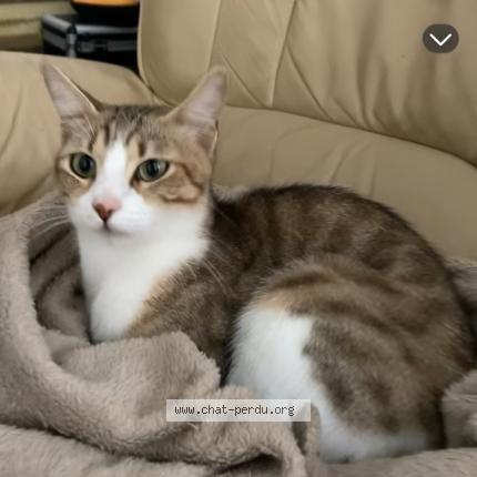 Photo 2/2 sylfie Chat lost in Drancy