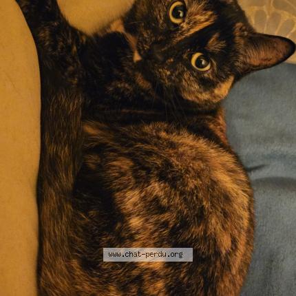 Photo 1/1 Glue Chat lost in Marsac sur don