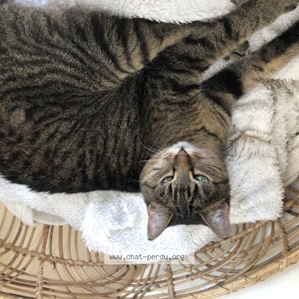 Photo 1/1 Papaye Chat lost in Velaux