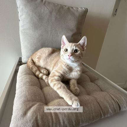 Foto van vermiste kat in Ganshoren