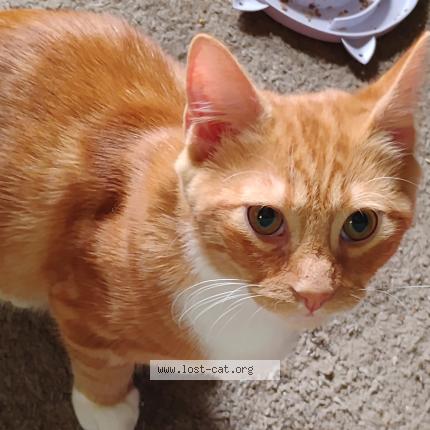 Photo 1/1 Reunited cat Lost in Hartselle
