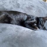 Picture of cat lost at Jargeau