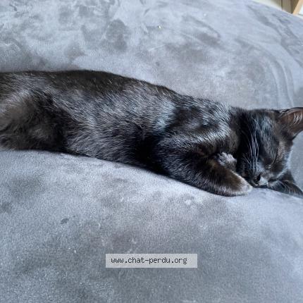 Photo 1/1 baloo Chat lost in Jargeau