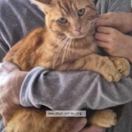 Photo 1/1 Pollux Chat lost in Vimoutiers