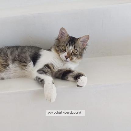 Photo 1/1 Zoro Chat lost in Saint aunes