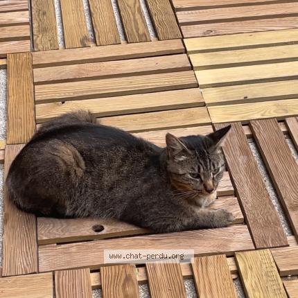 Photo 1/1 Mecca Chat lost in Le cres