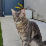 Picture of cat lost at Clavette
