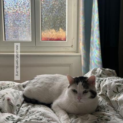 Photo 1/1 Picsou Chat lost in Neuchatel