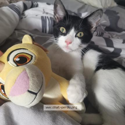 Photo 1/1 Audrey Ropars Chat lost in Ploumoguer