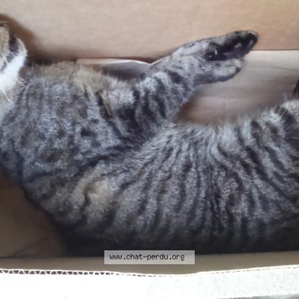 Photo 1/1 Found cat Found in La roche sur yon