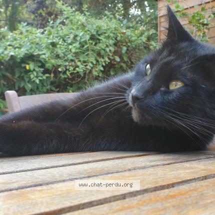 Photo 1/1 Zorro Chat lost in Watermael boitsfort