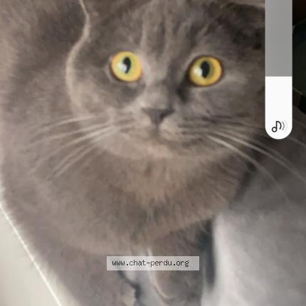 Photo 1/1 Mokka Chat lost in Folkling gaubiving