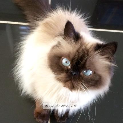 Photo 1/1 Eyzoo Chat lost in Briare