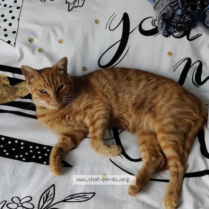 Photo 1/1 Tigane Chat lost in Niort