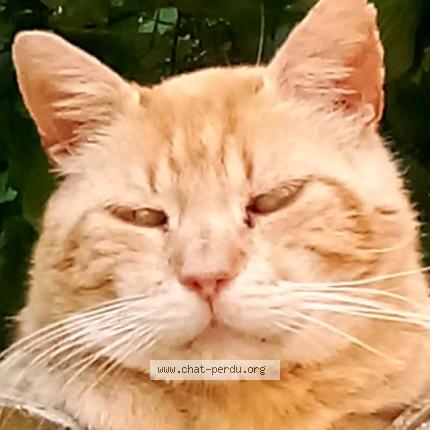 Photo 1/1 ROUDOUDOU Chat lost in Fontenay le comte