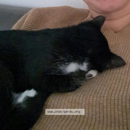 Photo 1/1 Aby Chat lost in Saint just