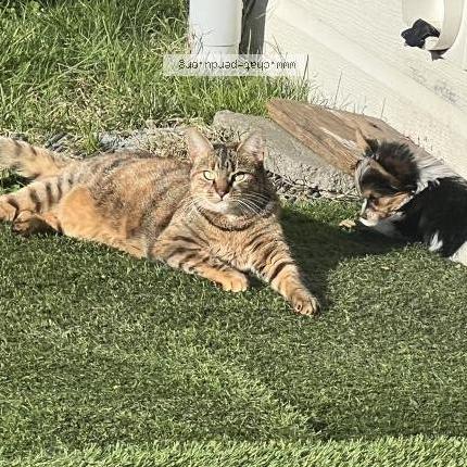 Photo 1/1 Chouquette Chat lost in Jonzac