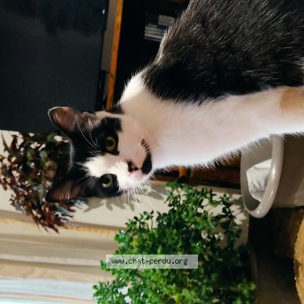 Photo 1/1 Minette Chat lost in Nerac