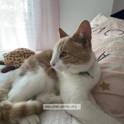 Photo 1/1 Kizako Chat lost in Beziers