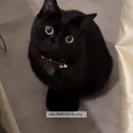 Photo 1/1 Baghera Chat lost in Montpellier